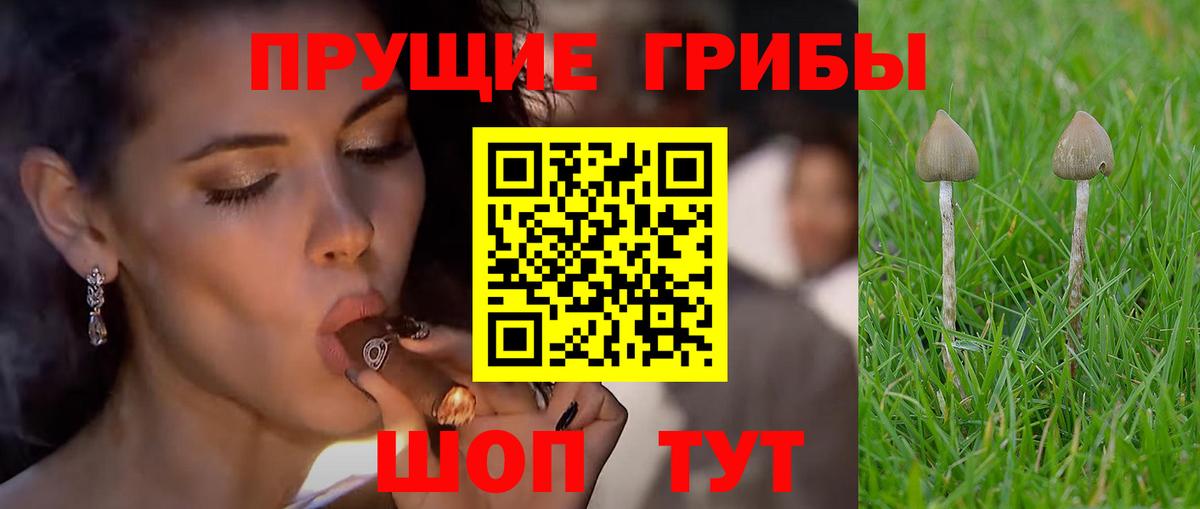 Кингисепп  Псилоцибиновые грибы ЛСД  Вход с VPN 